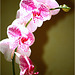 Phalaenopsis Wild thing