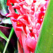 Red bromeliad bloom...