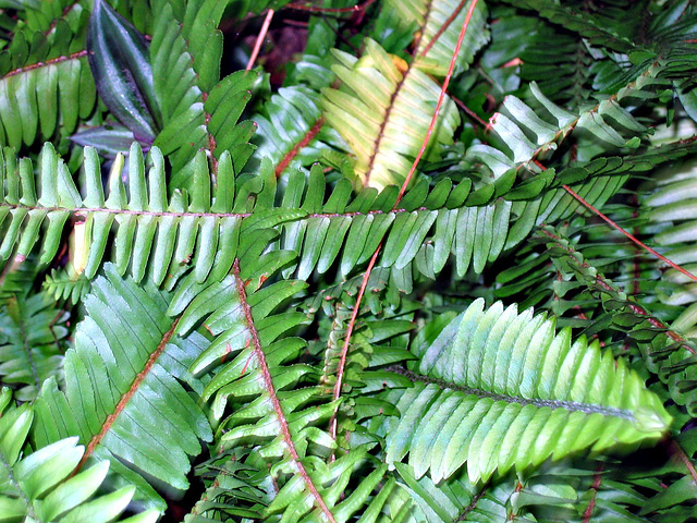 Tropical Jungle Paradise 7-14-08
