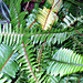 Tropical Jungle Paradise 7-14-08