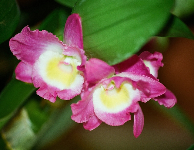 Dendrobium nobile "starclass lilac"