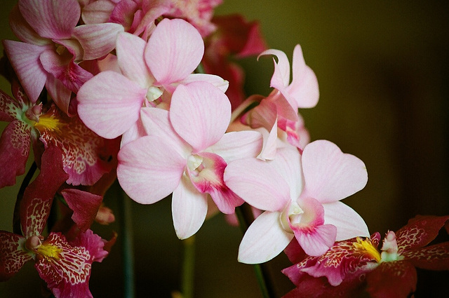 Dendrobium phalaenopsis Chiangmai pink