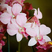 Dendrobium phalaenopsis Chiangmai pink