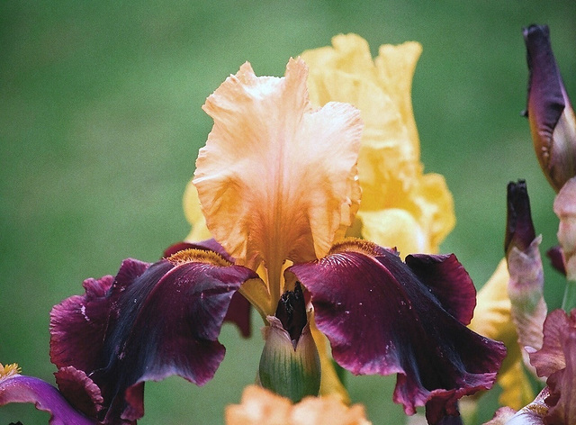 Iris Suprême sultan