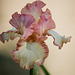 Iris barbu Pink confetti