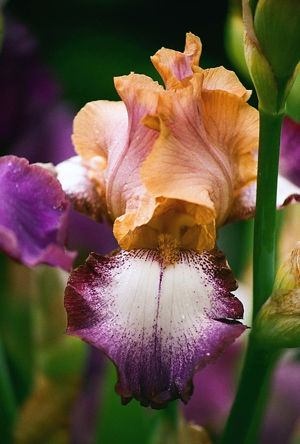 Iris Hinduh Magic