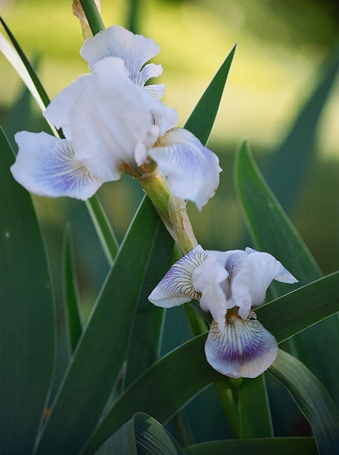 Iris de bordure- Cutie