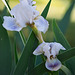Iris de bordure- Cutie