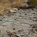 Building Remains at Miracle Hill & Two Bunch Palms Trail (0426)