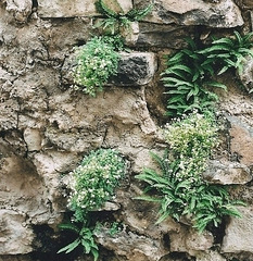Sedum dasyphyllum sur vieux mur avec Asplenium trichomanes