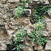 Sedum dasyphyllum sur vieux mur avec Asplenium trichomanes