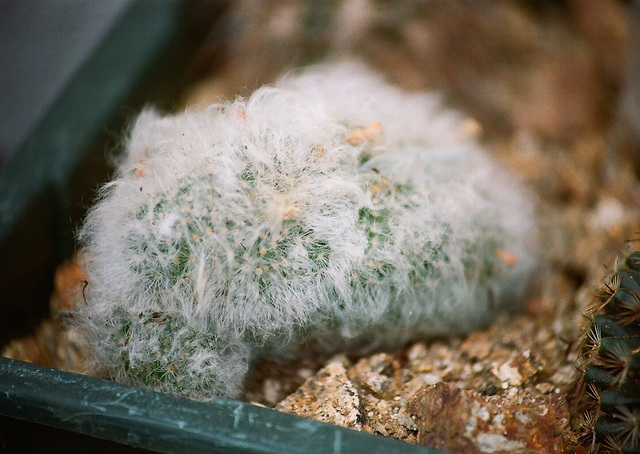 Mammillaria bocasana cristata