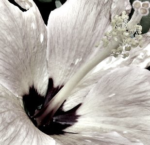 Hibiscus in black & white..