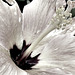 Hibiscus in black & white..