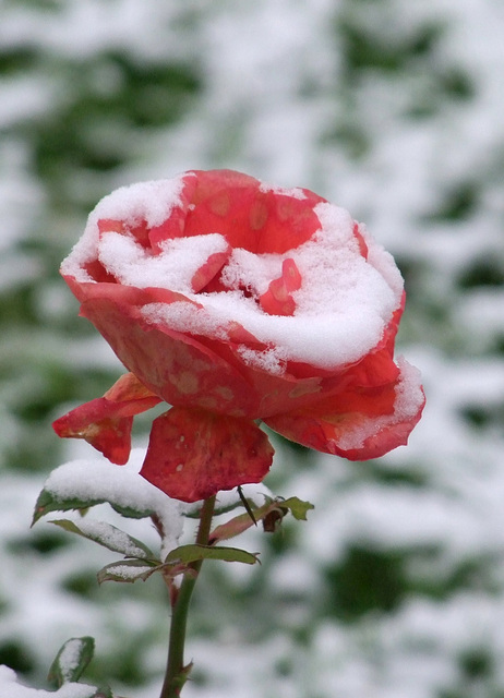 Rose en neige