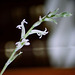 Haworthia cymbiformis- floraison
