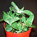 Gasteria gracilis cv minima