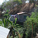 Sur le chemin entre Zipolite et Puerto Angel, Oaxaca. Mexique / 18 janvier 2011.
