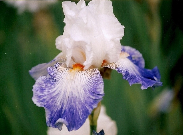 Iris Marbre bleu