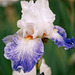 Iris Marbre bleu