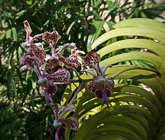 Balboa Park Botanical Pavilion Orchid (8099)