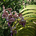 Balboa Park Botanical Pavilion Orchid (8099)
