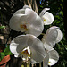 Balboa Park Botanical Pavilion Orchid (8111)