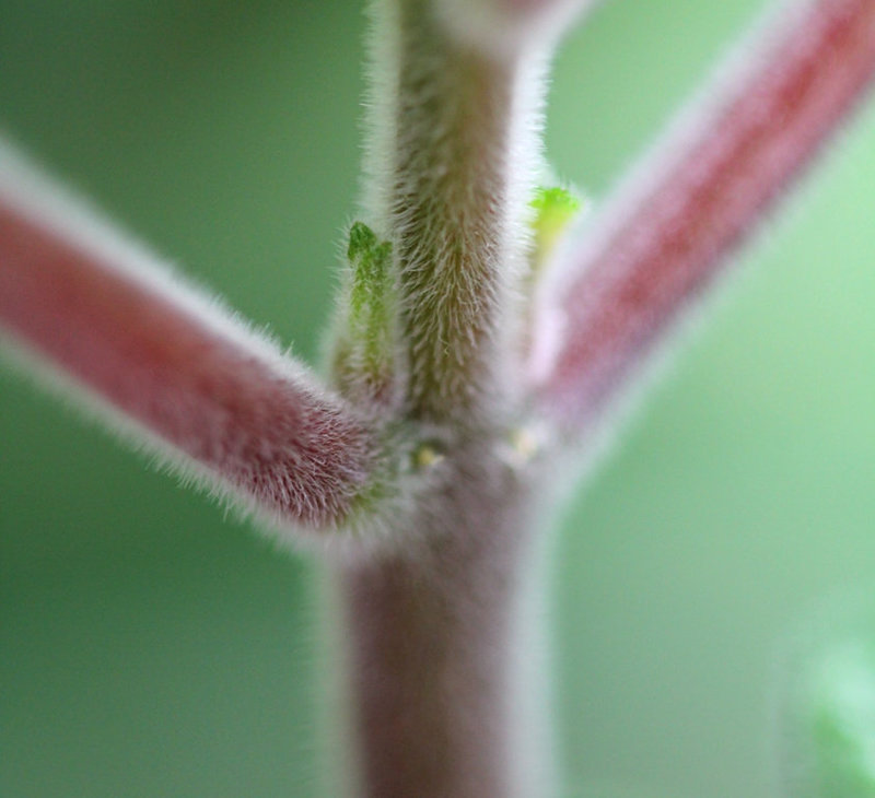 Fuchsia -détail