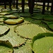 Lotus leafs at the water surface