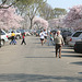 109.CherryBlossoms.TidalBasin.SW.WDC.31March2006