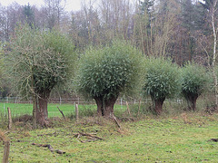geschneitelte Weiden / pollarded  willow trees