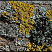 Lichens sur ecorce de frêne