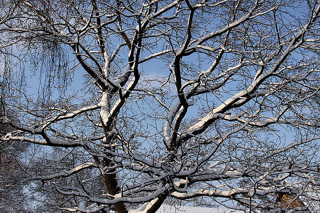 20101218 9003Aw [D~LIP] Baum und Schnee, UWZ, Bad Salzuflen