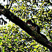 Squirrel in camphor tree
