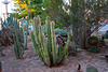Cactus Garden at Pioneer Museum (8446)