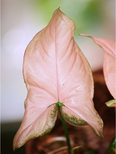 Syngonium hybride  rose
