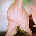 Syngonium hybride  rose