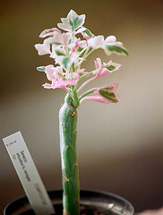 Senecio articulatus variegata