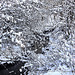 20101218 9036Aw Bach im Schnee, UWZ, Bad Salzuflen