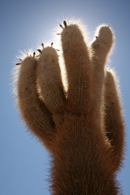 Giant cacti at Anconvinto