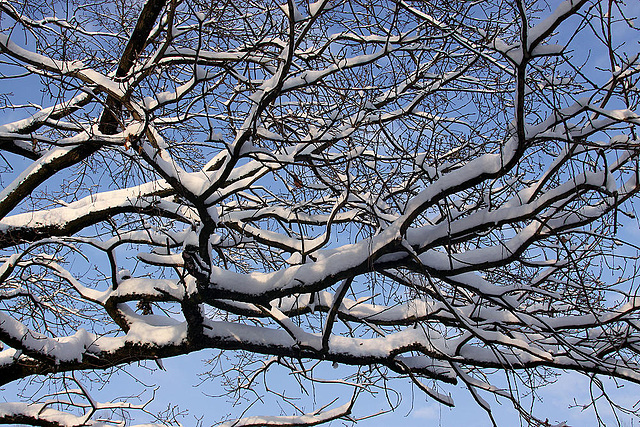 20101218 9004Aw [D~LIP] Baum und Schnee, UWZ, Bad Salzuflen