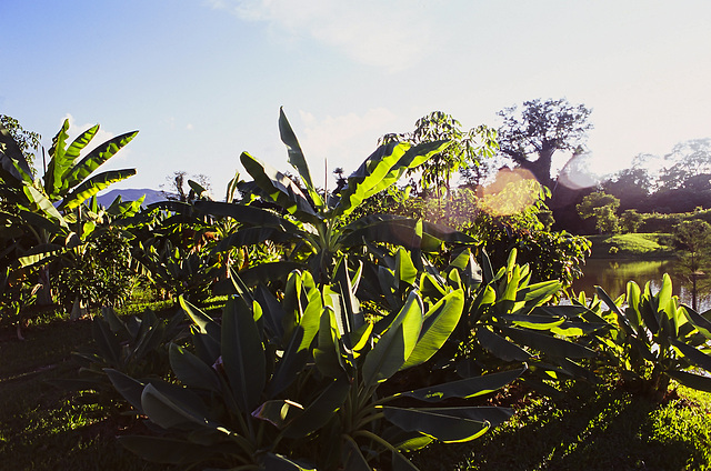 Menglun Tropical Botanic Garden