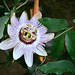 Passiflora caerulea (2)