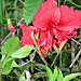 Special red hibiscus