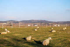 Les moutons à Lauraguel