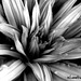 Black & white bromeliad...