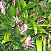 End of Bromeliad Blooms