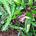 Ferns and Bromeliads
