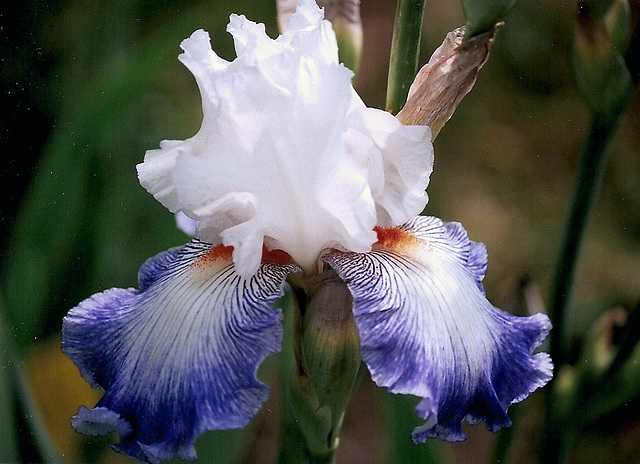 Iris sixtine