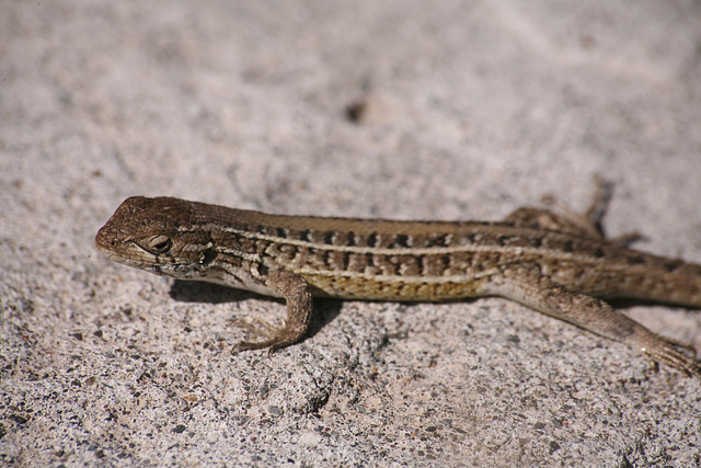Lizard on the coast near Horcon